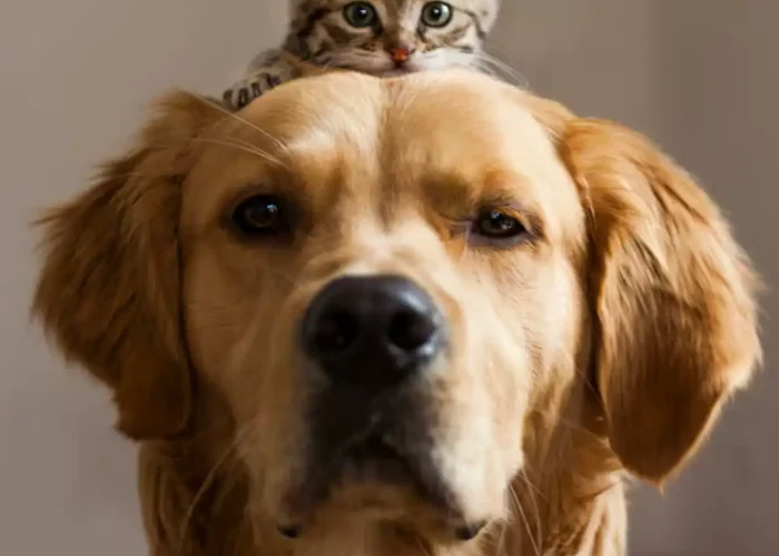 Acceso Mascotas